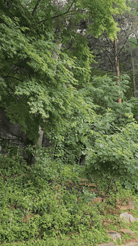 Moving view of the jokgu court and dense green forest at Janggun Sikdang.