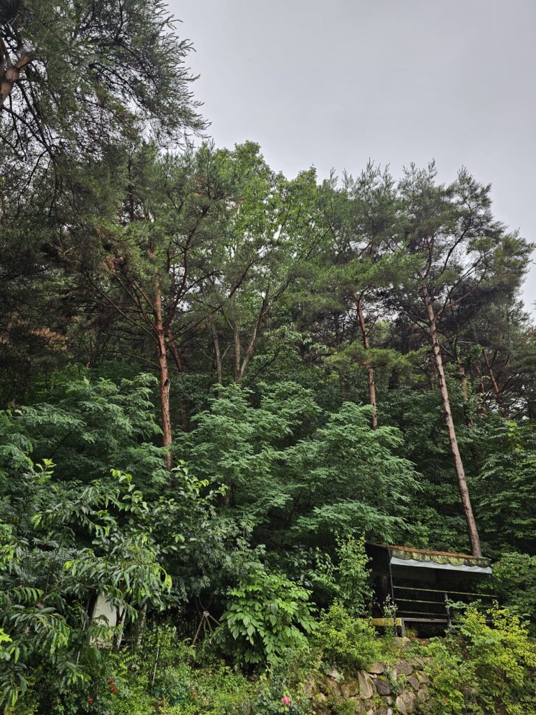 Larger covered rest area above the jokgu court among trees and stone landscaping.